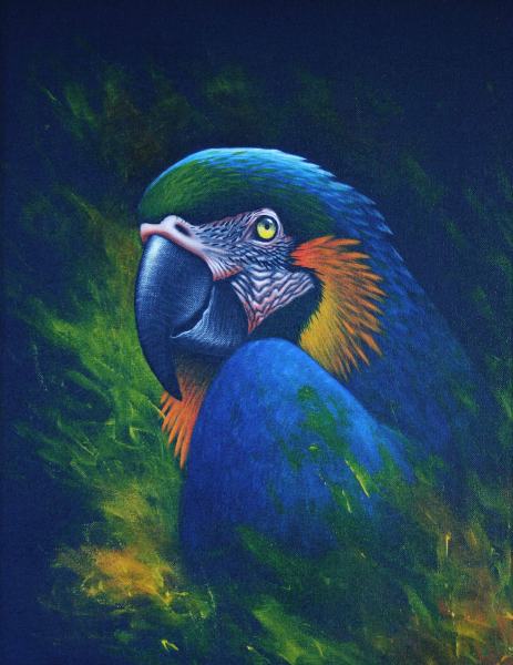 Blue and Gold Macaw by artist Diarmid Doody